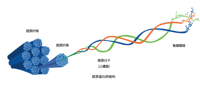 1654154860828917.png Collagen-Structure-Graphic-640x280.png